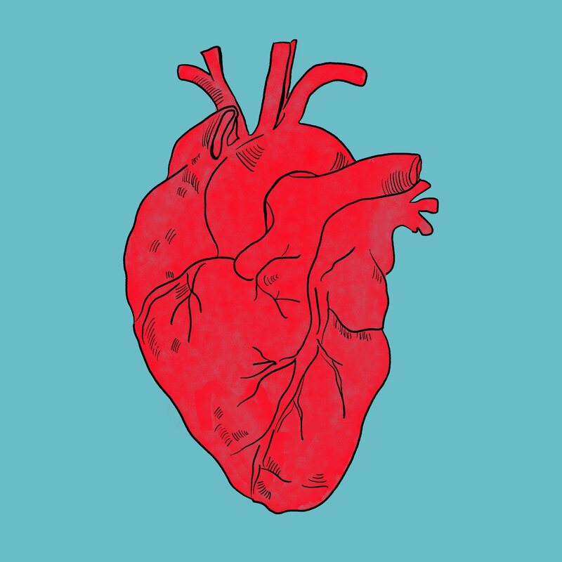 El corazón