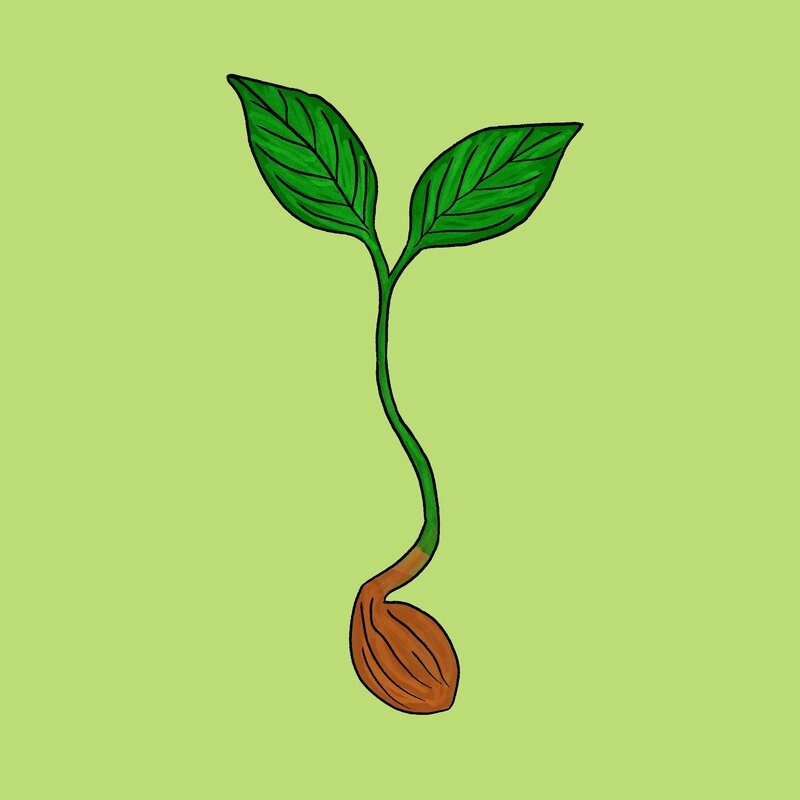 La semilla