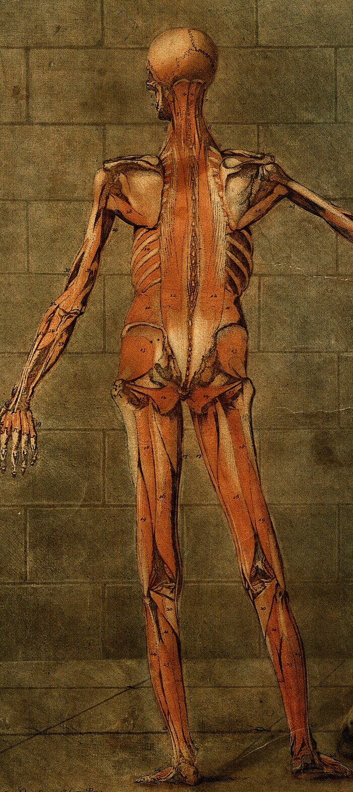 Lámina anatómica antigua: vista de la espalda de un cuerpo humano con la musculatura expuesta, donde se aprecia la cadena continua de músculo y fascia que recorre toda la parte de atrás, del talón a la cabeza.